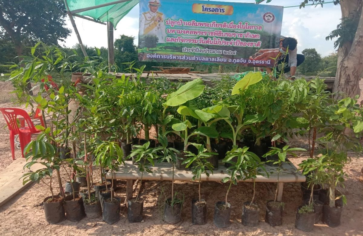 reforest