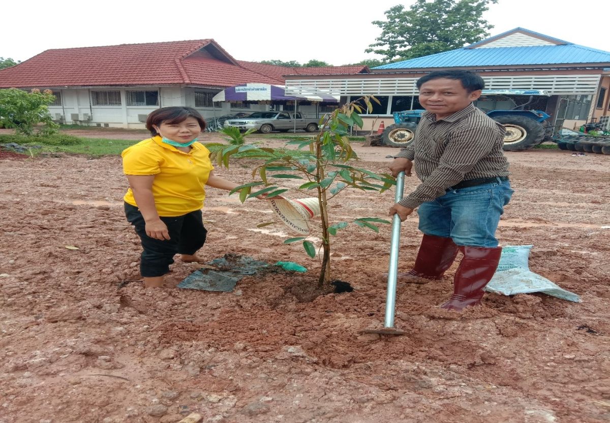 reforest2