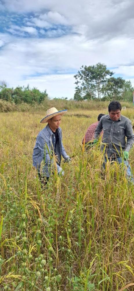 LINEALBUM-692511243---Copy