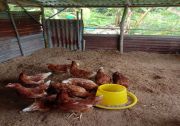 farmervid3